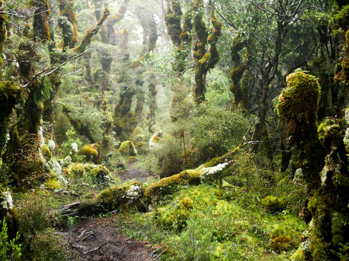 Te Araroa: The&nbsp;Longwoods